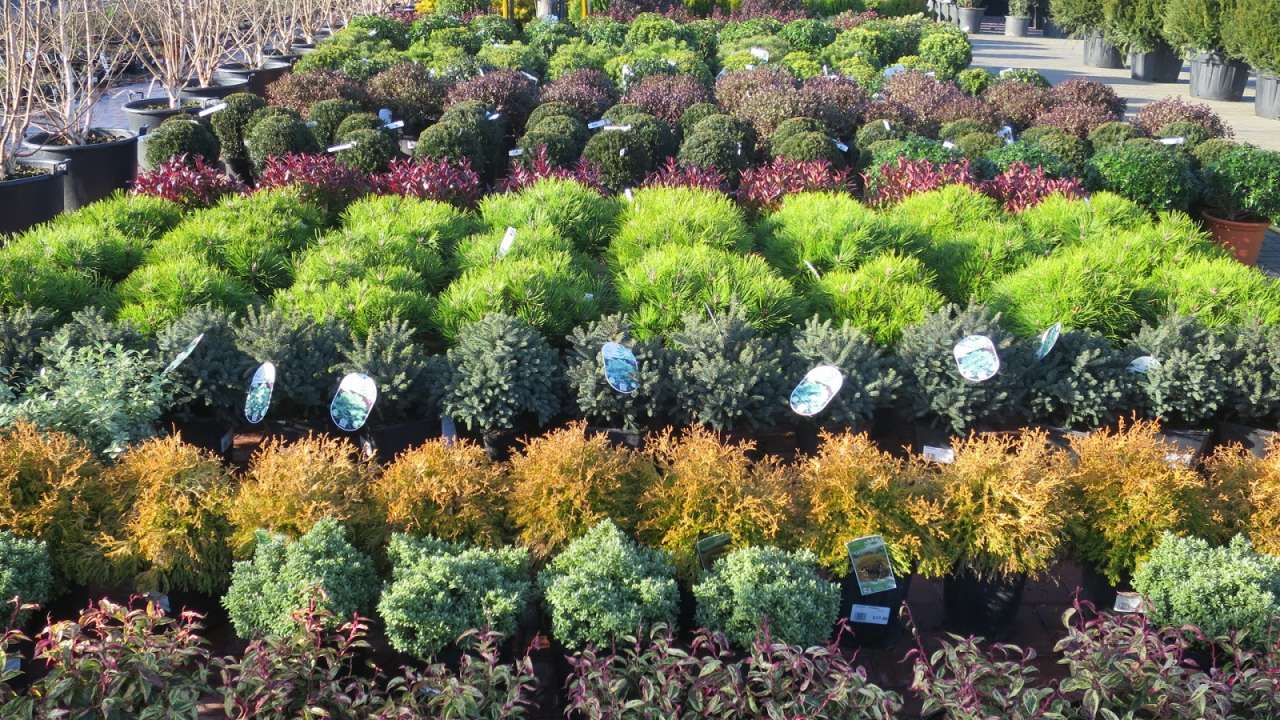 About us Provender Nurseries Wholesale Nursery in Swanley, Kent